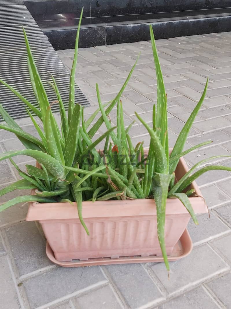 BARGAIN SALE-Grab your Aloe vera plant today 2