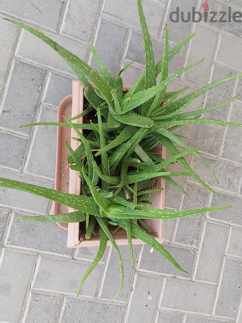 BARGAIN SALE-Grab your Aloe vera plant today 3