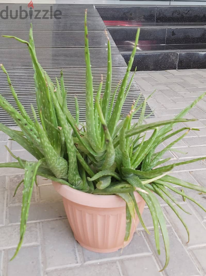 BARGAIN SALE-Grab your Aloe vera plant today 4
