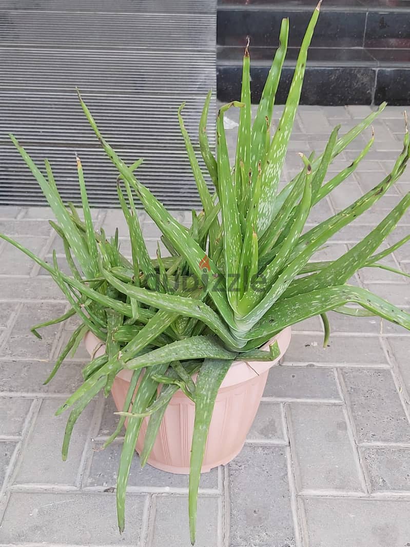 BARGAIN SALE-Grab your Aloe vera plant today 5
