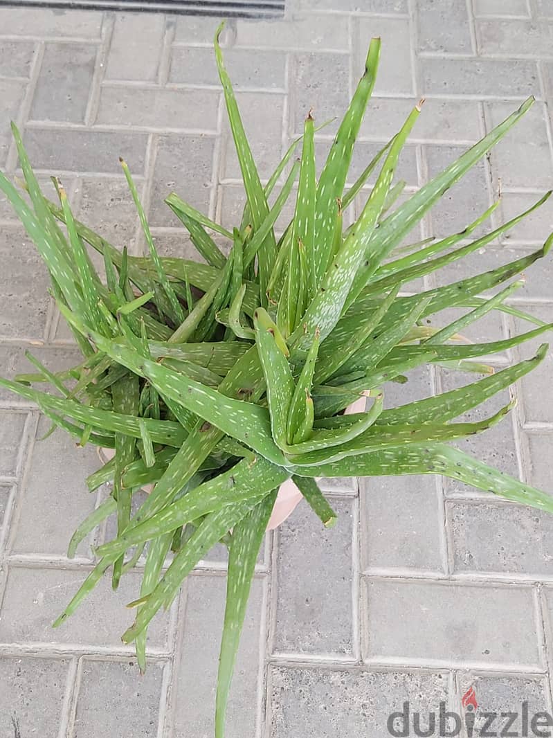 BARGAIN SALE-Grab your Aloe vera plant today 6