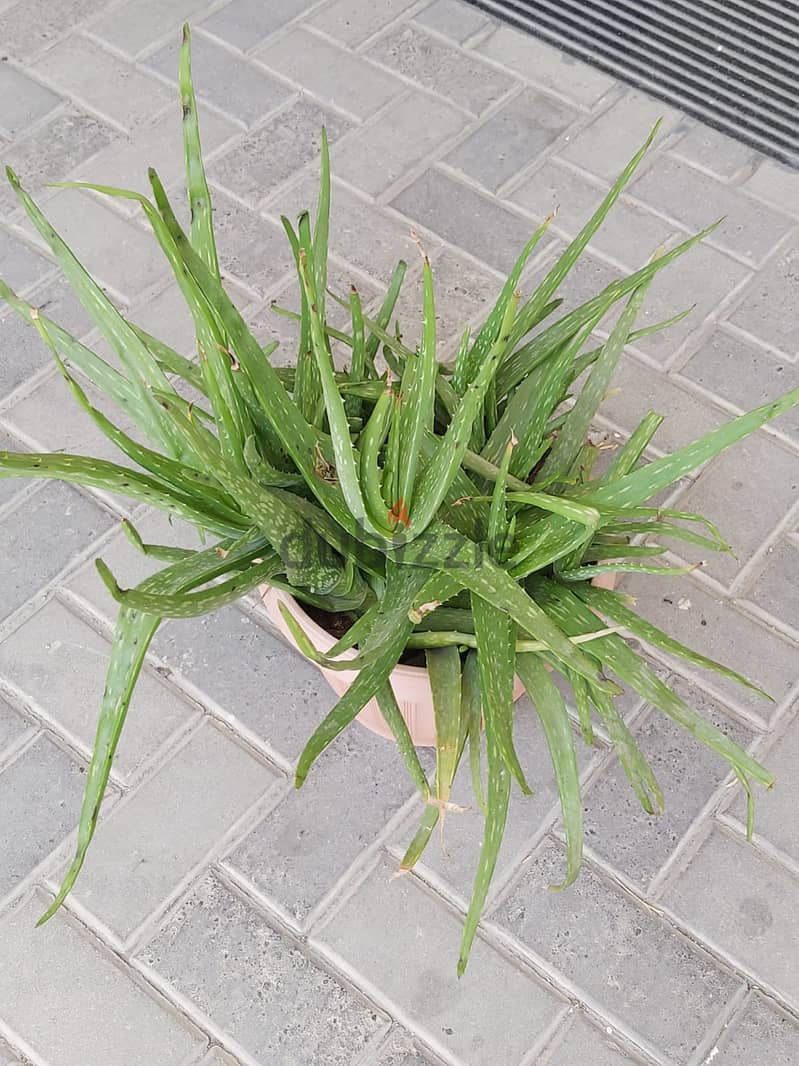 BARGAIN SALE-Grab your Aloe vera plant today 7