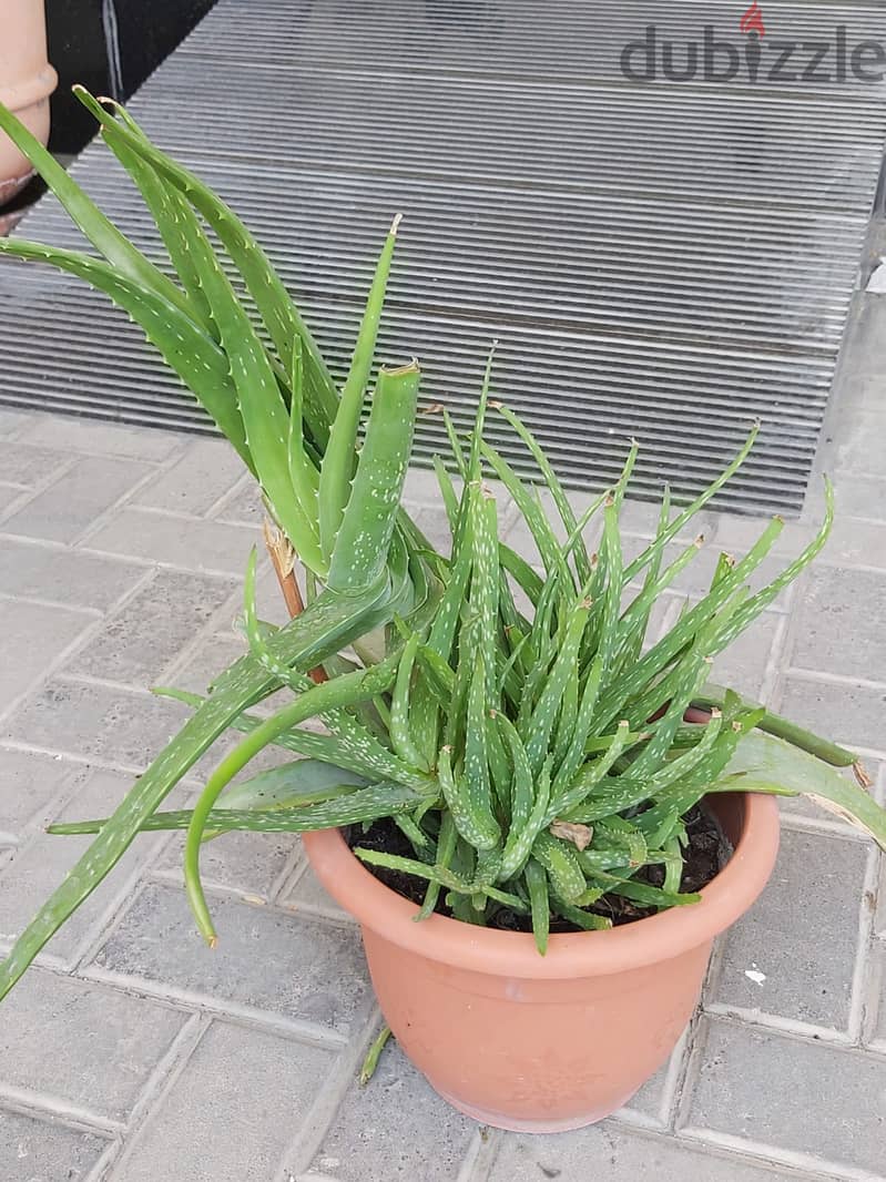 BARGAIN SALE-Grab your Aloe vera plant today 8