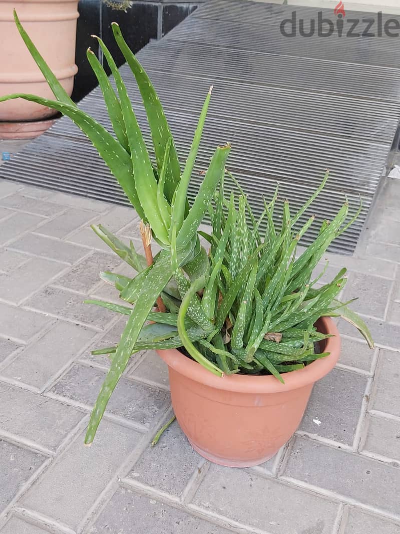 BARGAIN SALE-Grab your Aloe vera plant today 9