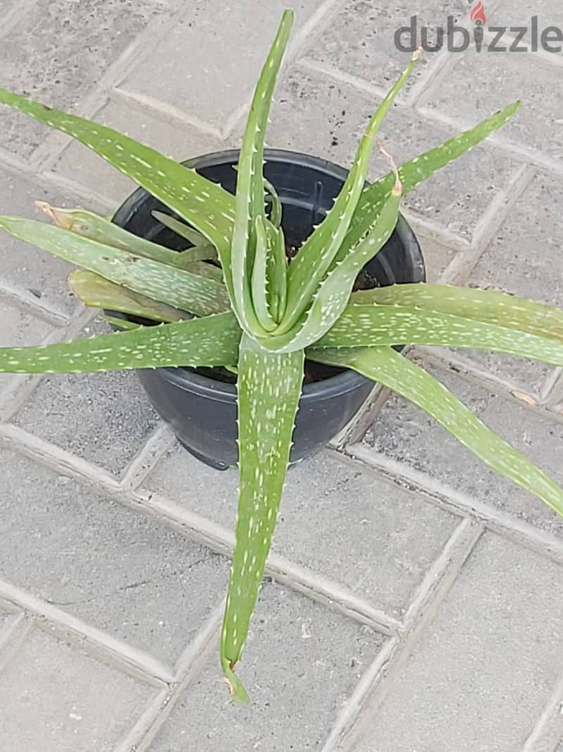 BARGAIN SALE-Grab your Aloe vera plant today 10
