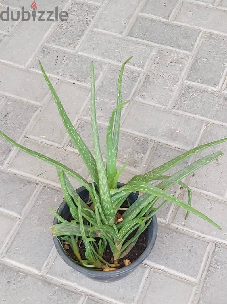 BARGAIN SALE-Grab your Aloe vera plant today 11