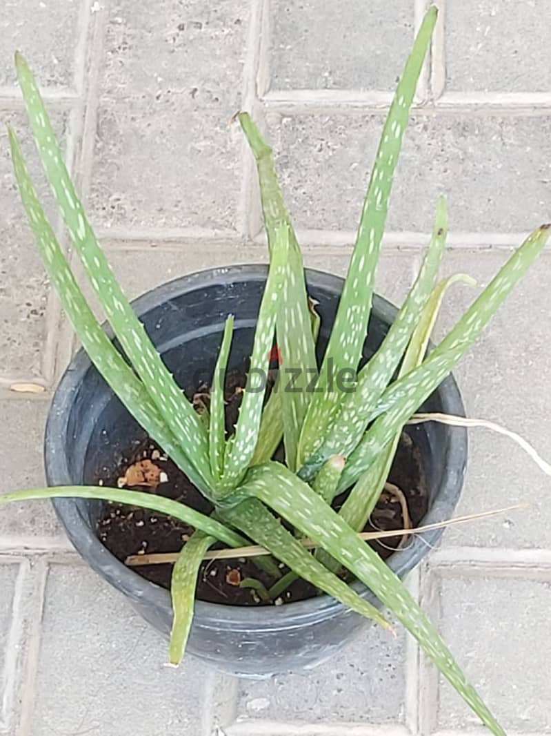 BARGAIN SALE-Grab your Aloe vera plant today 12
