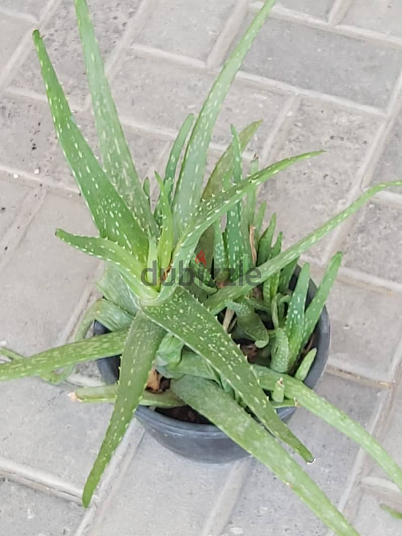 BARGAIN SALE-Grab your Aloe vera plant today 13