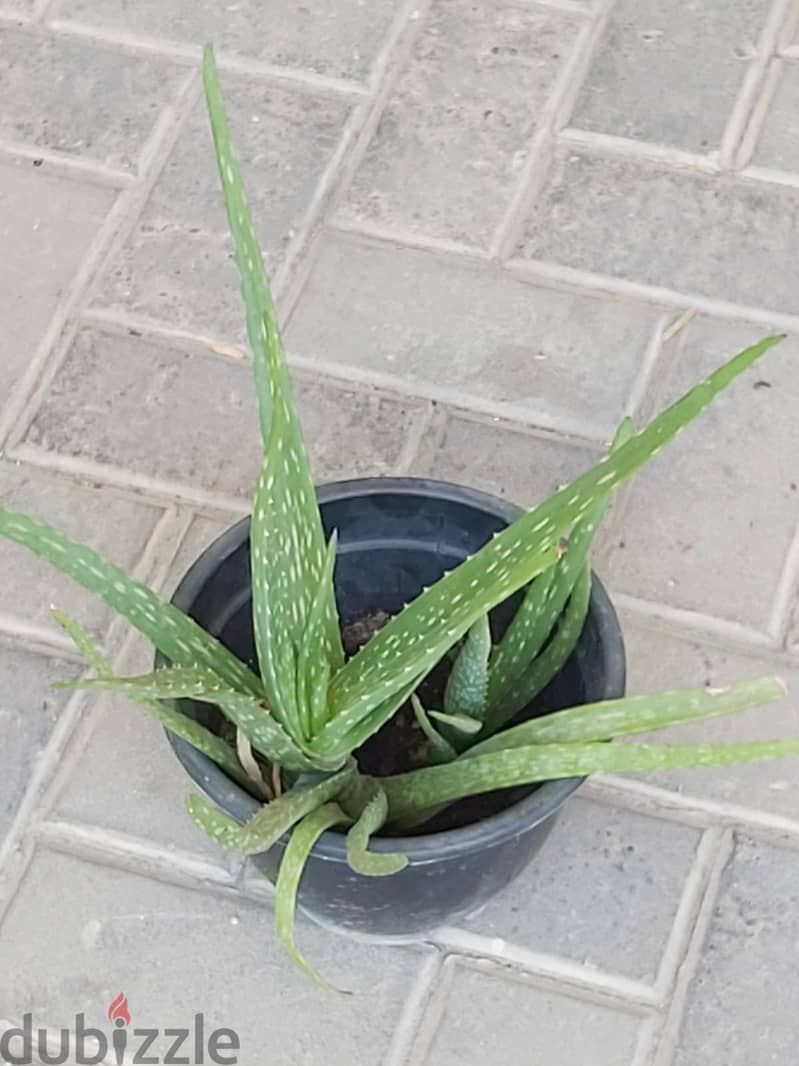 BARGAIN SALE-Grab your Aloe vera plant today 14
