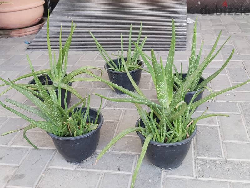 BARGAIN SALE-Grab your Aloe vera plant today 15