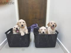 Golden Retriever Puppies 0