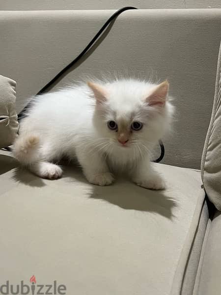 2 months kittens for sale 3