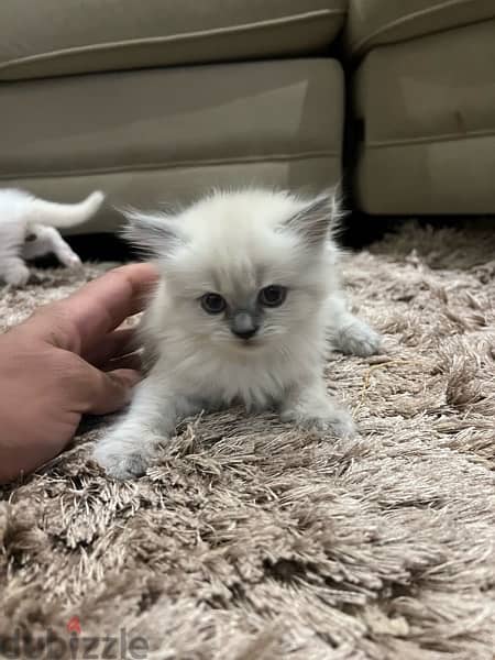 2 months kittens for sale 7