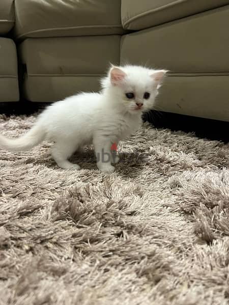 2 months kittens for sale 8