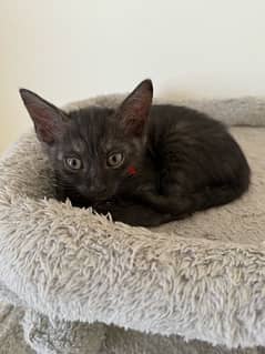 one and half month kitten free adoption 0