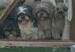 dogs shihtzu 4pis for sale 0