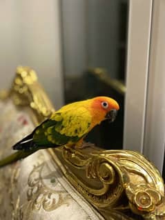 للبيع صن كنيور ، for sale sunflower parrot