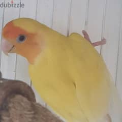 love bird yellow