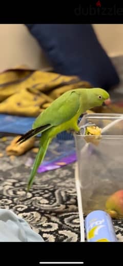 FoR sale green parrot<>للبيع بغبغا هندي