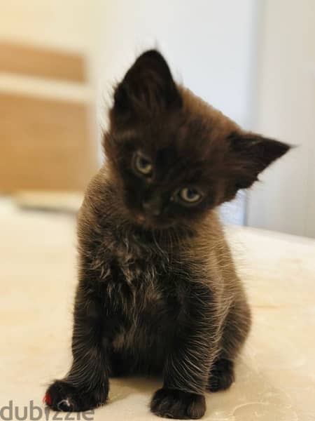 kittens for adoption 1