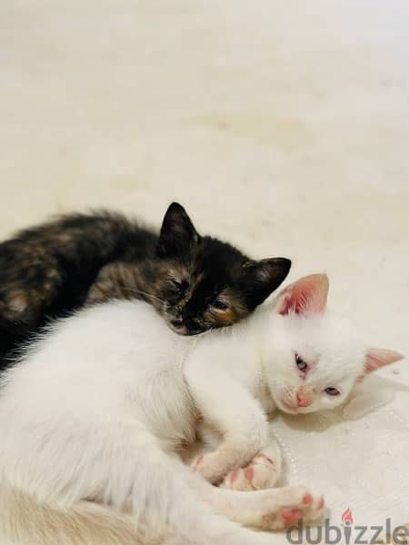 kittens for adoption 2