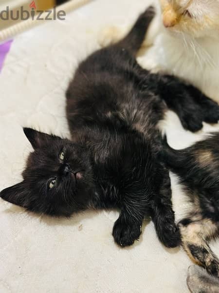 kittens for adoption 3