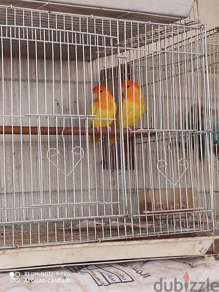 love birds pair orange face jumbo size good quality 3