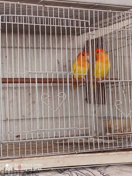 love birds pair orange face jumbo size good quality 4