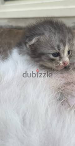 قطط صغيرة للبيع/kittens for sale 0