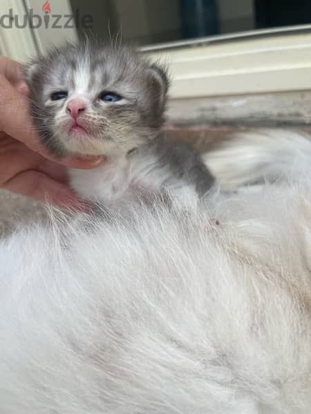 قطط صغيرة للبيع/kittens for sale 1