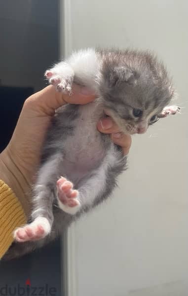 قطط صغيرة للبيع/kittens for sale 2