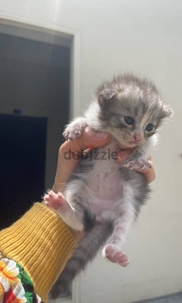 قطط صغيرة للبيع/kittens for sale 3
