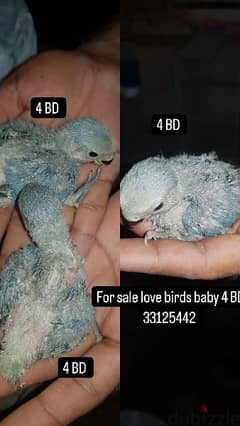 for sale love birds baby 4 BD