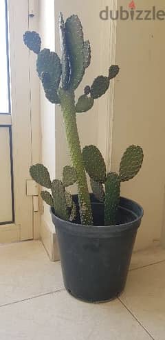 Beautiful big Cactus plant