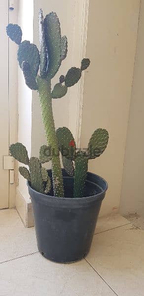 Beautiful big Cactus plant 1