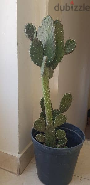 Beautiful big Cactus plant 2