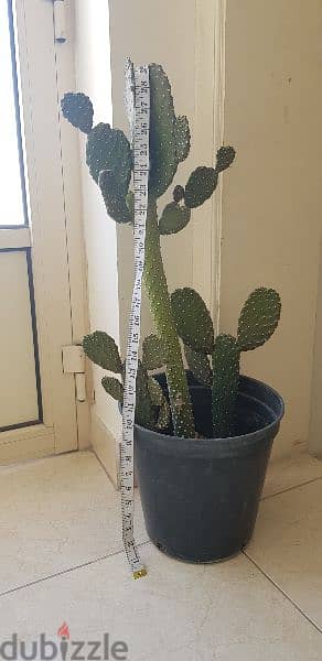 Beautiful big Cactus plant 3