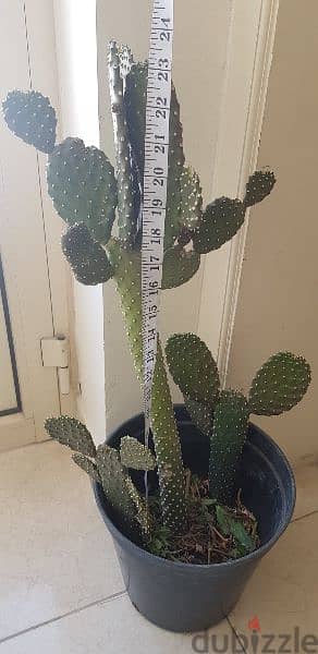 Beautiful big Cactus plant 4