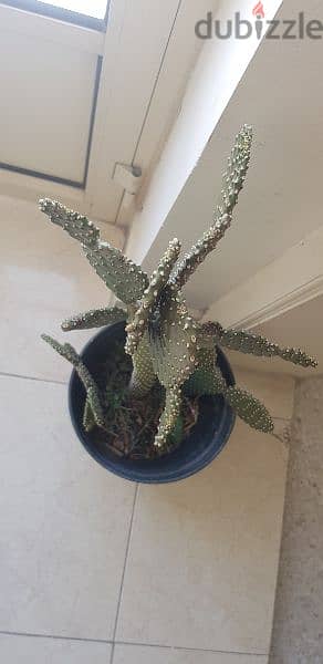 Beautiful big Cactus plant 5