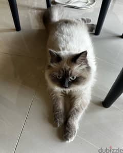 Himalayan cat for sale