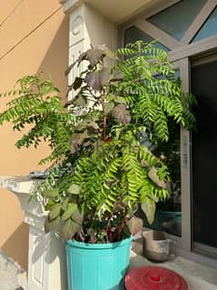 Indian curry leaf plant