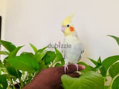 Cockatiel Bird For Sale with cage 25 bd
