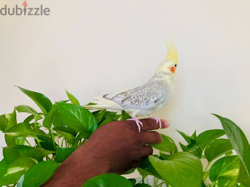 Cockatiel Bird For Sale with cage 25 bd 2