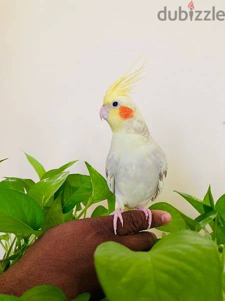 Cockatiel Bird For Sale with cage 25 bd 3