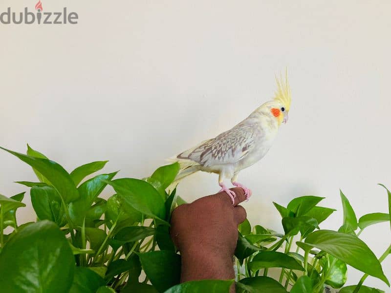 Cockatiel Bird For Sale with cage 25 bd 4