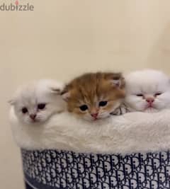 pure Scottish kittens for sale للبيع كتنز سكوتش بيور 0