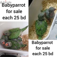 Indian ring neck parrot for sale 0