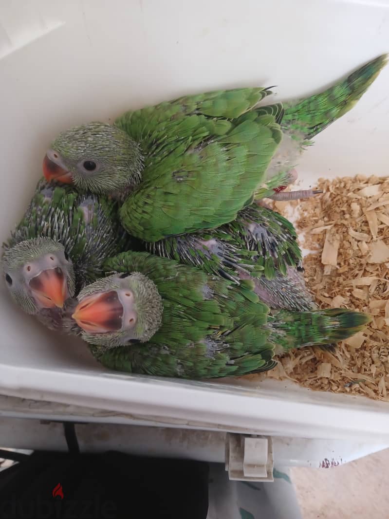 Indian ring neck parrot for sale 1