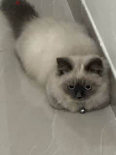 Himalayan cat for sale
