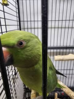 Indian green parrot